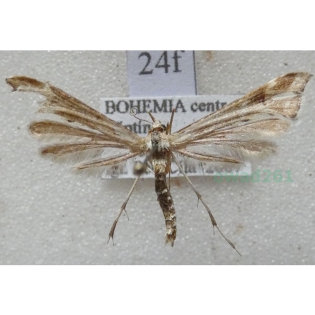 Cnaemidophorus rhododactyla (Denis & Schiffermüller, 1775) Czech24f